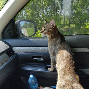 гуль