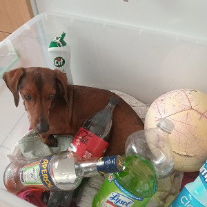 perro pobre