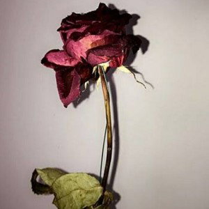 Dead Roses