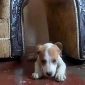 homenaje a floky y a max
