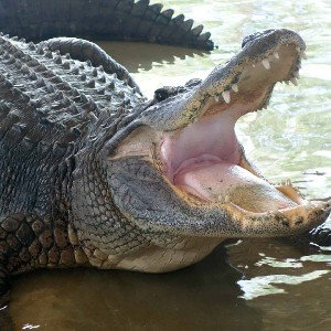 Gator Back Sauce