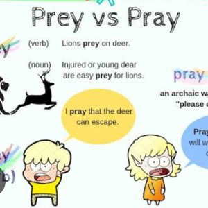 preying  