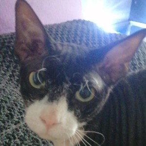 кот
