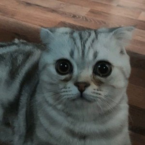 рыпер я точно