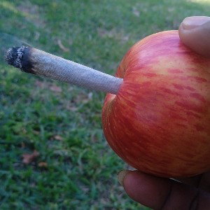 ganja 