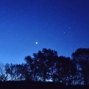 TMNT