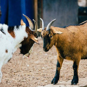 GOAT Game