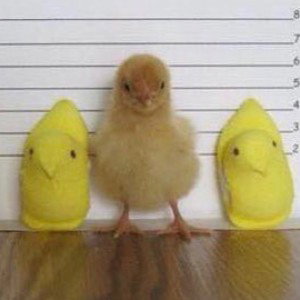 Criminal 