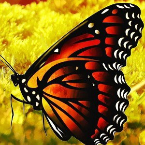 cocoon blossom recipes