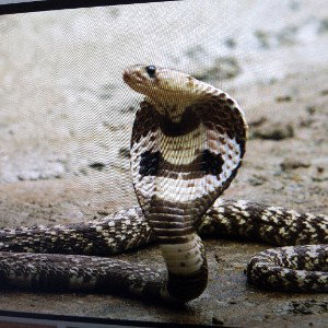 king cobra ft Sam cloud 