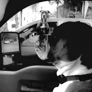 Dog Stole my Ford Explorer 