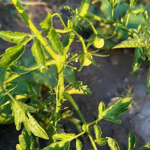 tomato 