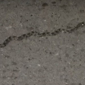 Serpents 