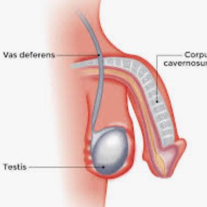 erectile dysfunction 