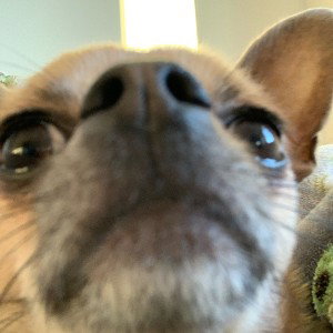 stop stealing my pop tarts