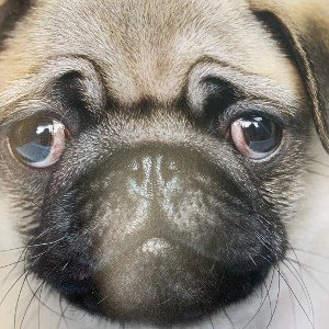 Little doggy