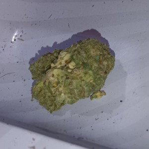 freestyle shes on my mind
