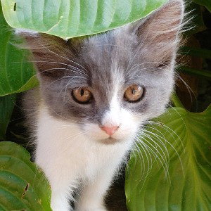 песня про кота 