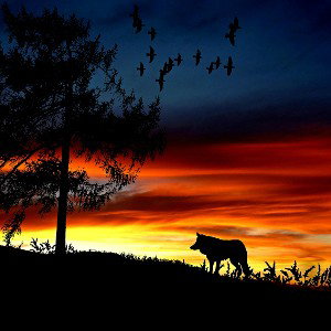 Wolf