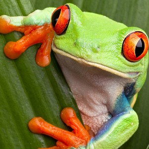 FROGS 