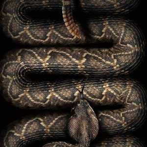 Rattlesnake