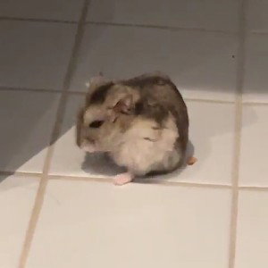 My hamster