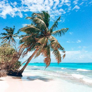 Coconut Palm Tree