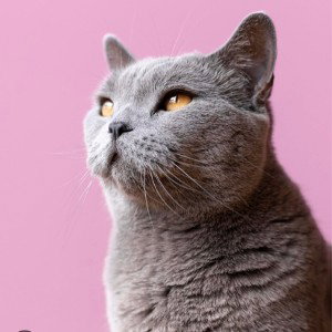 Year of The Cat