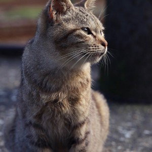 Don’t you dare play with me I will scratch you