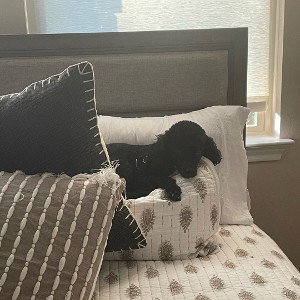 LAZYSOLSA PRT2
