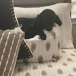 LAZYSOLSA
