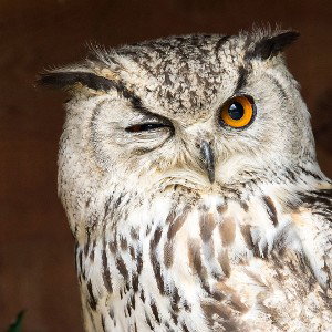 owls in the tree 
