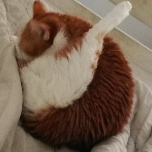 Myffel