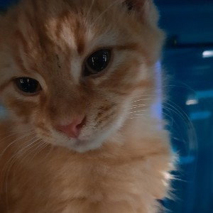 The lil cat