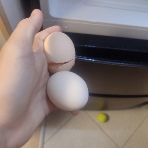 яйца