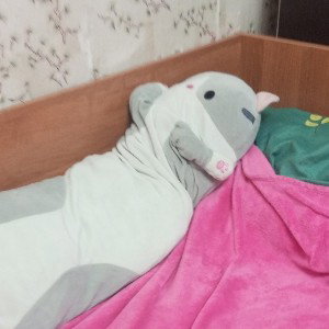 котики