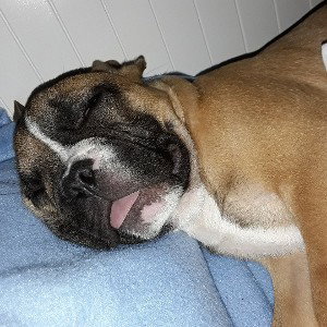 coco