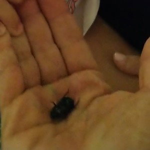 Scarapinza
