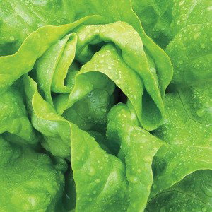 lettuce free style 