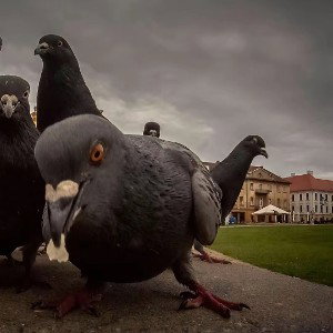 побереги ушки