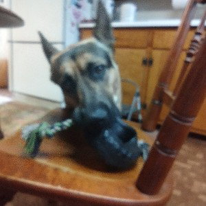 doggy doggy