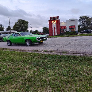 mustangs