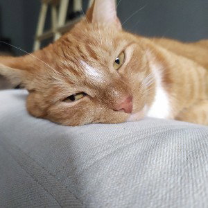 🐱🐱🐱🐱🐱🐱🐱🐱🐱🐱