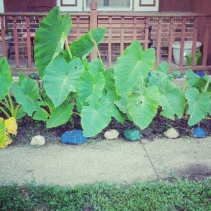 Growth n Elevation 