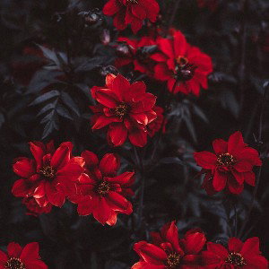 🌹|ʙʟᴏꜱꜱᴏᴍᴇᴅ ꜰʟᴏᴡᴇʀ|🌹