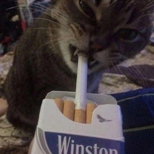 можно 