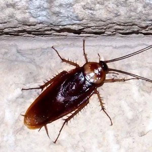 La Cucaracha