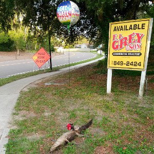 We Coo W/O Effort 