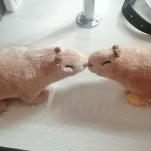 капибарки