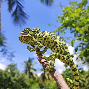 iguana 